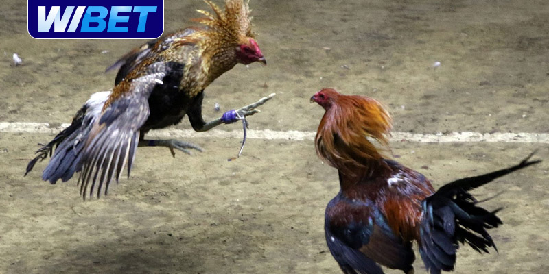 Đá gà cựa sắt là gì?