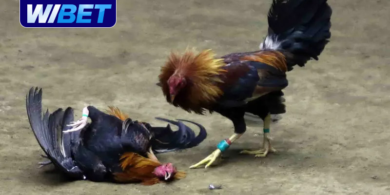 Lý do bạn nên cược đá gà cựa sắt Thomo tại WIBET