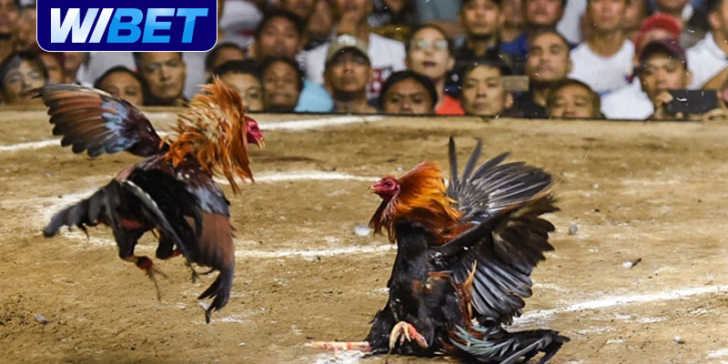 Hướng dẫn cách chơi đá gà cựa sắt tại nhà cái WIBET
