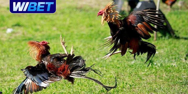 Đá gà trực tuyến Campuchia là gì?