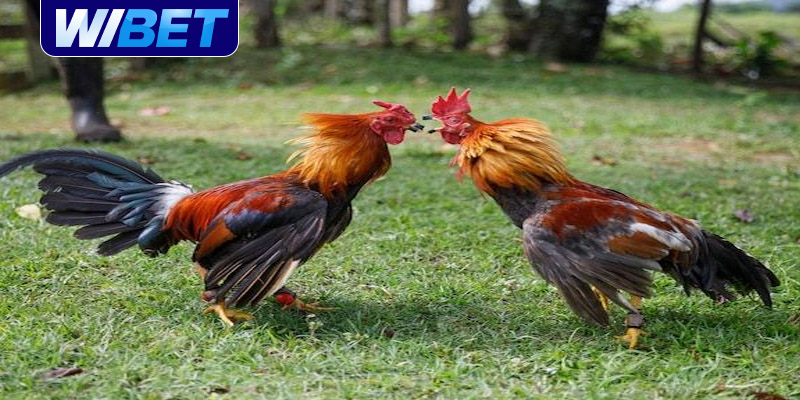 Luật chơi đá gà trực tuyến Campuchia tại WIBET