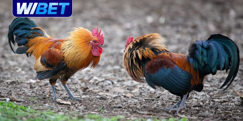Khuyến mãi khi chơi đá gà trực tuyến Campuchia tại WIBET