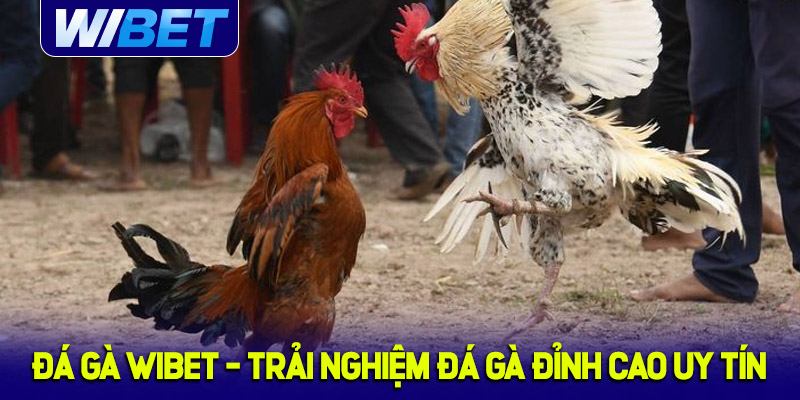 Giới thiệu về sảnh đá gà WIBET