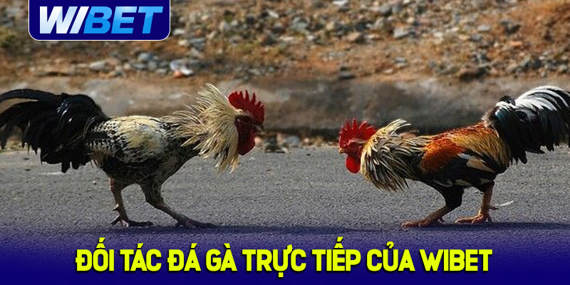 Đối tác đá gà trực tiếp của WIBET