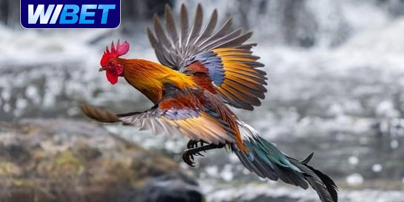 Những cách nhận biết gà đá hay phổ biến tại WIBET
