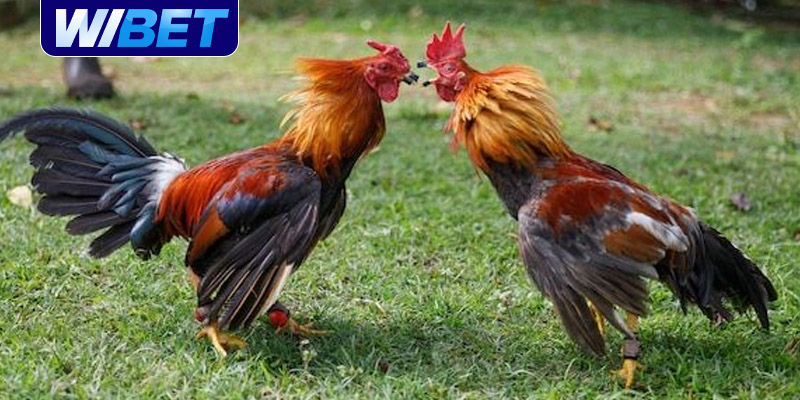 Những điều cần lưu ý khi nhận biết gà đá hay tại WIBET