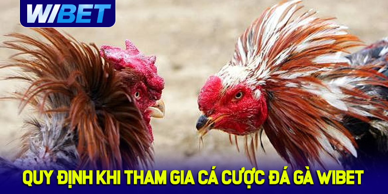 Quy định khi tham gia cá cược đá gà WIBET