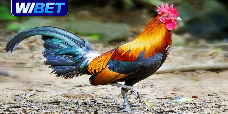 Top 10 loại vảy gà xấu mà sư kê nên chú ý